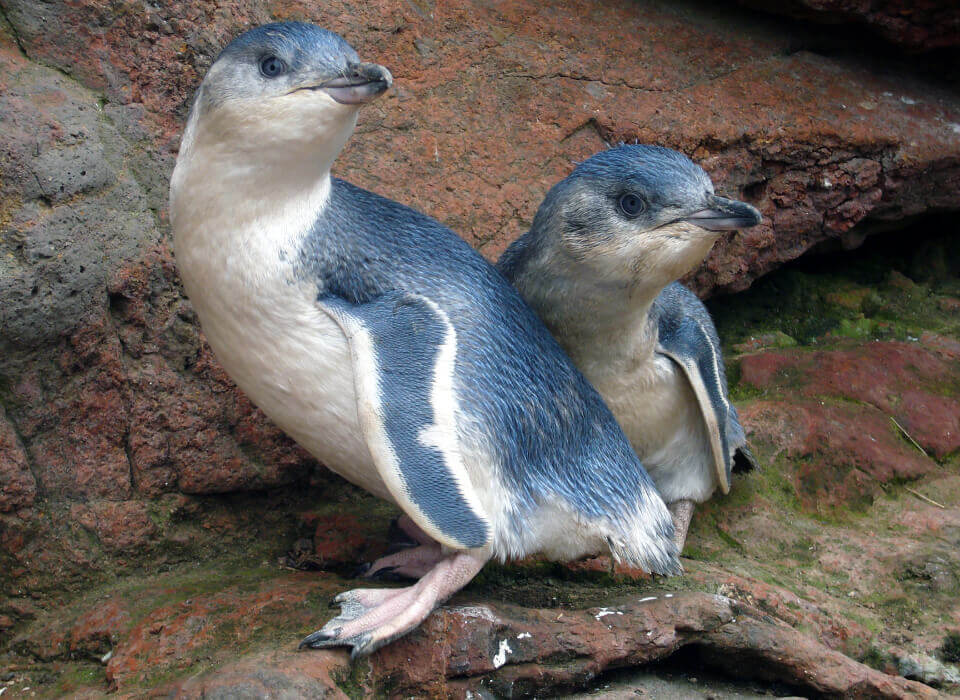 penguin island kayak tour