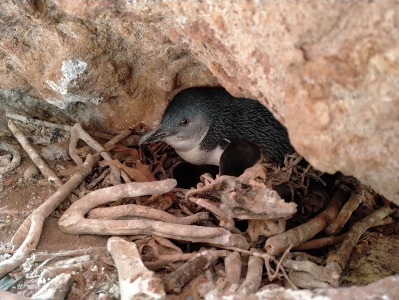 Blue penguin - pohatu penguins