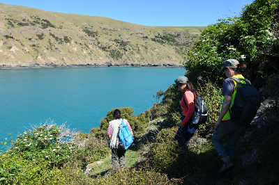 Surveying of LIttle penguin - Pohatu penguin