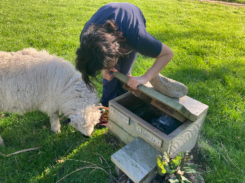 Valais blacknose monitoring a penguin house