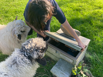 Ave and 2 Valais blacknose monitoring a penguin house