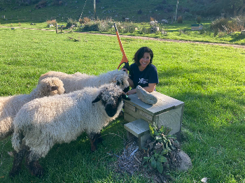 Ave about to monitor a penguin house with help from valais blacknose sheep