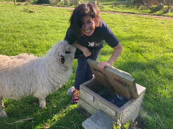 Penguin and sheep  living in harmony