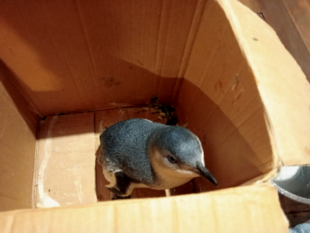 Little penguin in box about to be transported to the vet