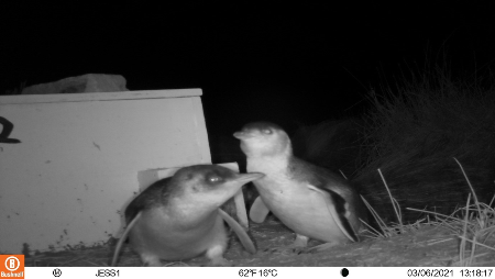 Little penguins leaving their nest at night