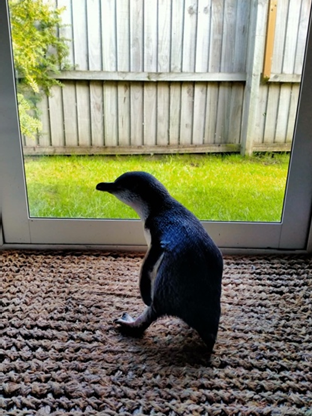 Olivia – the feisty lady penguin.