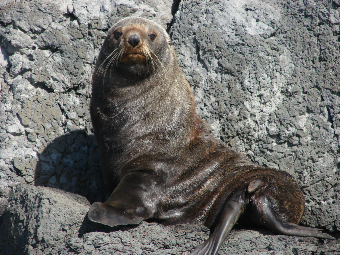New Zealand fur seals - Pohatu penguins