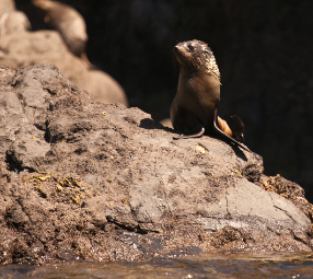 New Zealand fur seal pup - Pohatu penguins