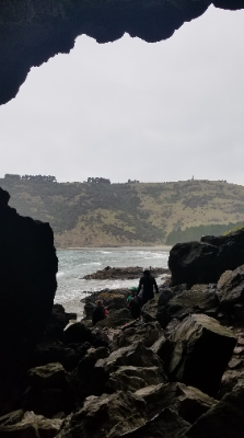 Pohatu penguin surveying Banks peninsula