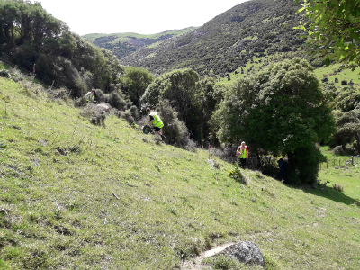 Surveying for penguins at Pohatu bay