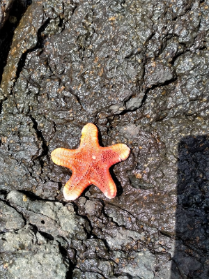 Starfish while surveying penguins